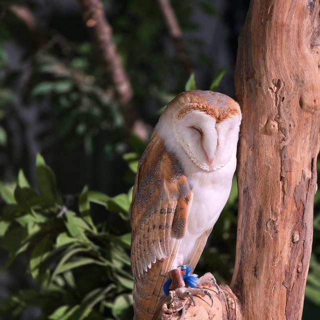 沖繩室內動物園 DMM水族館