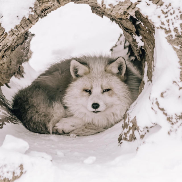 หมู่บ้านจิ้งจอก แห่งเมืองซาโอะ 🦊