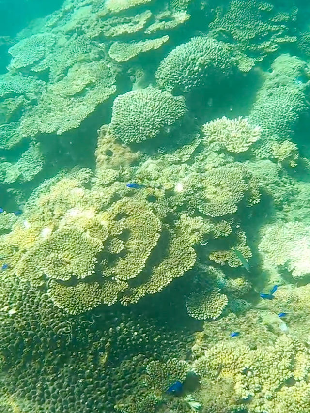 【和歌山】串本で夢中になったシュノーケリング体験🏝️✨