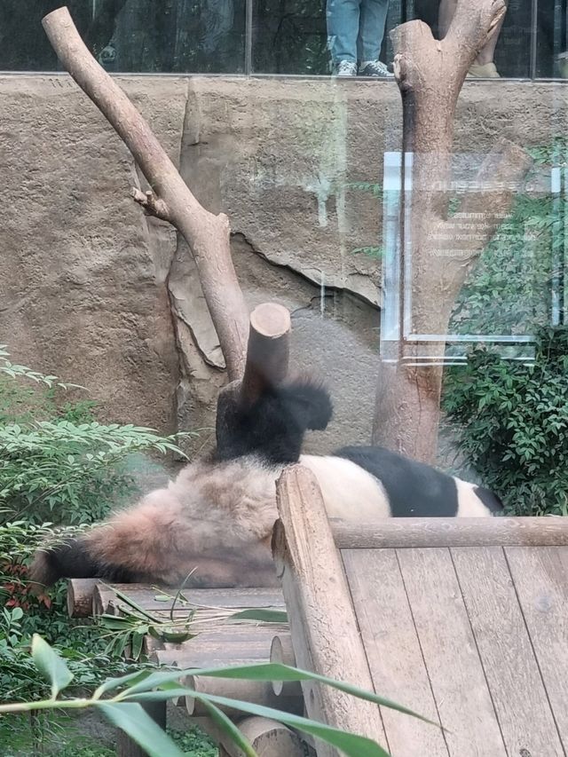 용인🤍 🎠에버랜드🎡