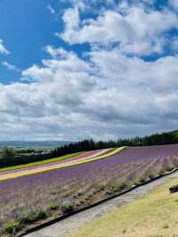 【北海道:中富良野エリア】絶景！！ファーム富田-彩りの畑-