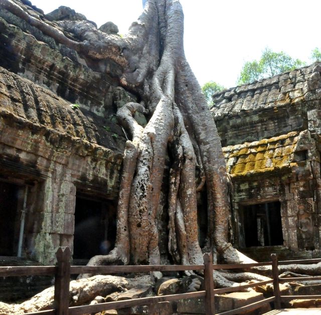 ชมสถาปัตยกรรมนครวัด นครธม