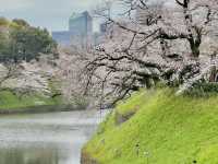 🌸 千島淵公園 - 桜の絶景が広がる春の楽園*🌸