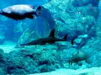 Sea Life Bangkok Ocean World สยามพารากอน