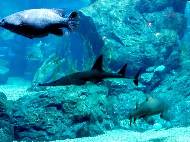 Sea Life Bangkok Ocean World สยามพารากอน