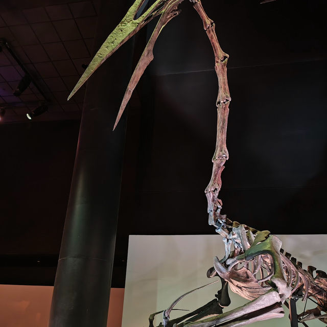 Dive into a World of Art, Science, and Culture – Discover Houston’s Museum District