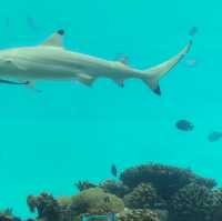 몰디브 오젠라이프 마두