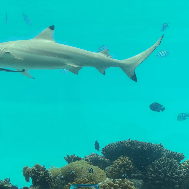 몰디브 오젠라이프 마두 몰디브 오젠라이프 마두