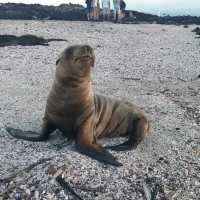 The Galápagos Islands: Discover Nature’s Masterpieces in a World Like No Other