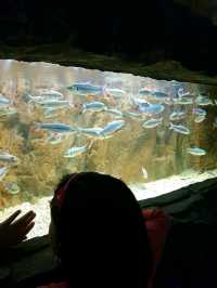 BLUE CORAL AQUARIUM KL TOWER