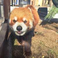 【旭山動物園:北海道旭川市】近くで生き生きとした動物を見ることができる動物園✨