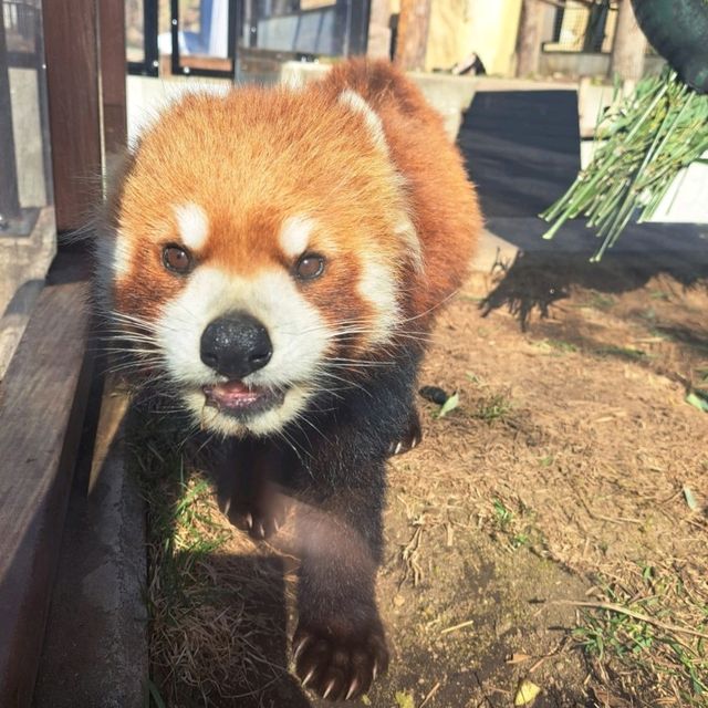 【旭山動物園:北海道旭川市】近くで生き生きとした動物を見ることができる動物園✨