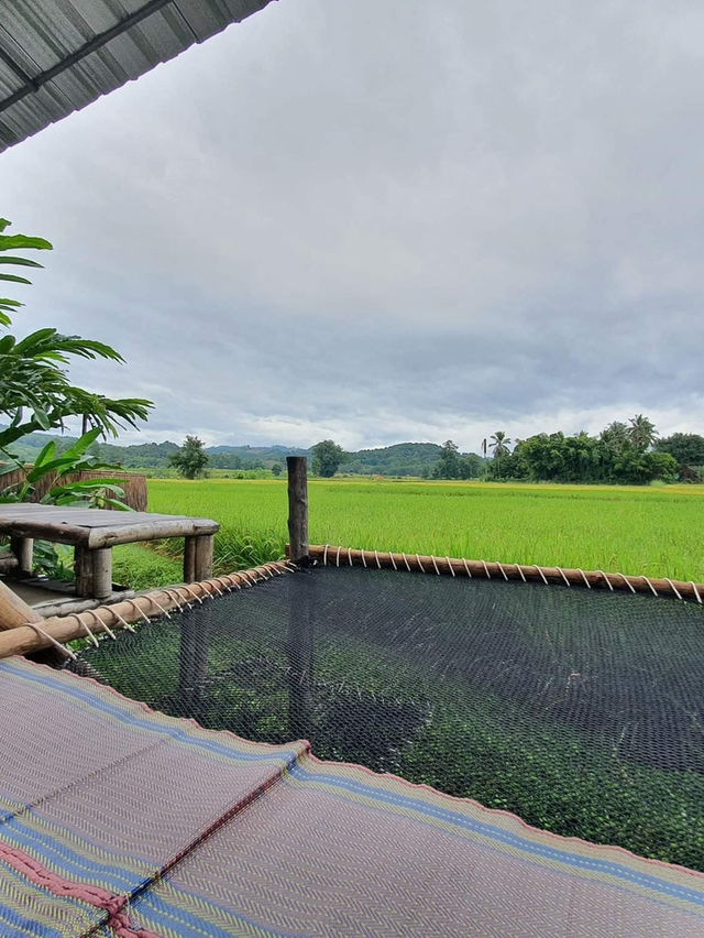📍น่านเนิบๆ มานอนกลางทุ่งนาที่ศรีมาน่าน