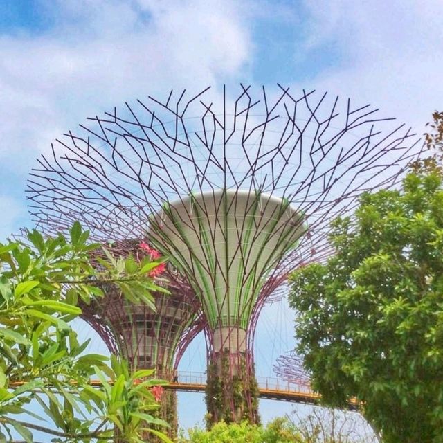 🇸🇬 Gardens by the Bay: A Symphony of Green in the City