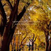 Harbin in Autumn 🍂 