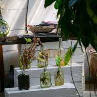  "Jungfood" โฮมคาเฟ่สุดที่น่ารักแบบป่ากลางเมือง