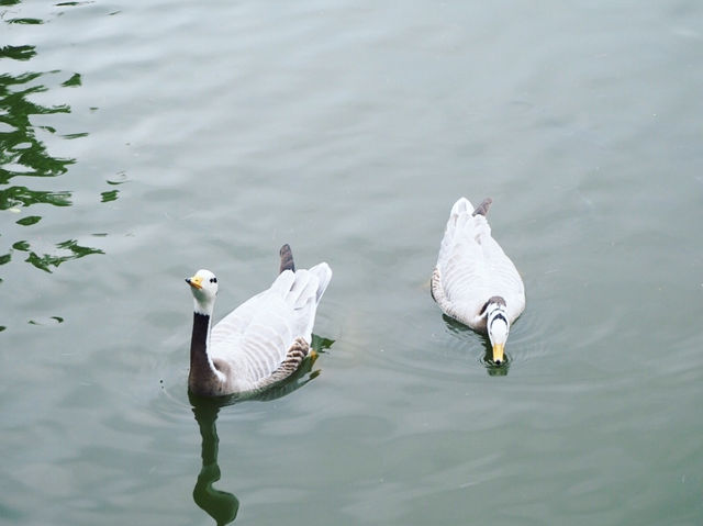 Guangzhou Zoo 