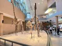 เดินเล่นพิพิธภัณฑ์ประวัติศาสตร์ธรรมชาติเซี่ยงไฮ้🦕