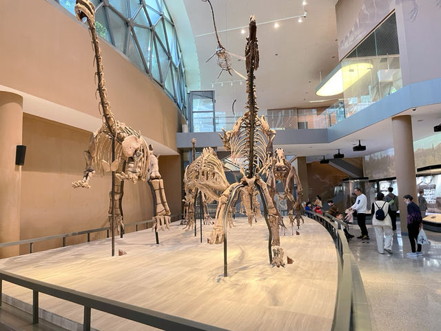 เดินเล่นพิพิธภัณฑ์ประวัติศาสตร์ธรรมชาติเซี่ยงไฮ้🦕