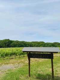 「托斯卡納紅酒Sassicaia」酒莊：浪漫名字，世界一流品質，酒迷朝聖之旅