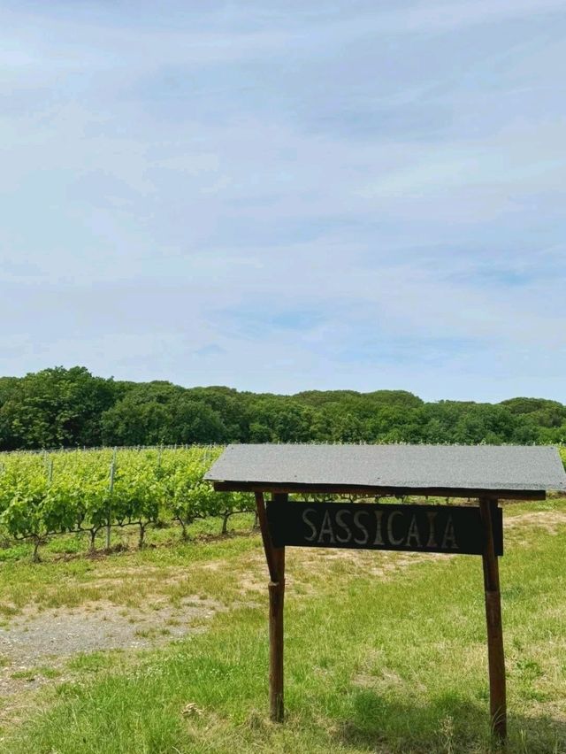 「托斯卡納紅酒Sassicaia」酒莊：浪漫名字，世界一流品質，酒迷朝聖之旅