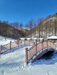 새하얀 눈꽃밭을 맘껏 즐길수 있는 태백눈꽃축제❄️