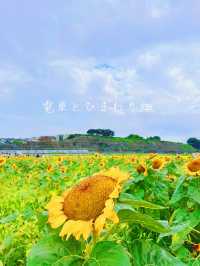 【千葉】童話の世界に飛び込んだよう🫧ひまわり畑