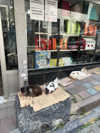 [トルコ　イスタンブール、カッパドキア] 猫天国な国トルコ！