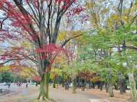🇯🇵 東京市中心賞銀杏紅葉🍁