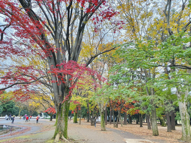 🇯🇵 東京市中心賞銀杏紅葉🍁