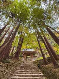 【滋賀】湖東三山最古のお寺で絶景紅葉