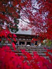 【紅葉特集】境内全てが紅葉🍁無料で楽しめる紅葉スポットを紹介🔍