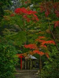 【紅葉特集】ビー玉の手水が映え📸神秘的な雰囲気を醸し出す紅葉スポットを紹介🔍駐車場攻略付🅿️