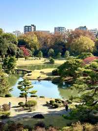 【東京×紅葉】  六義園  素晴らしい雪吊りと紅葉のリフレ