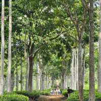 Embracing Serenity at Kebun Teh Wonosari: