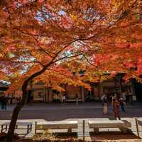 醉人的紅葉銀河，漫步千年古剎「中尊寺」