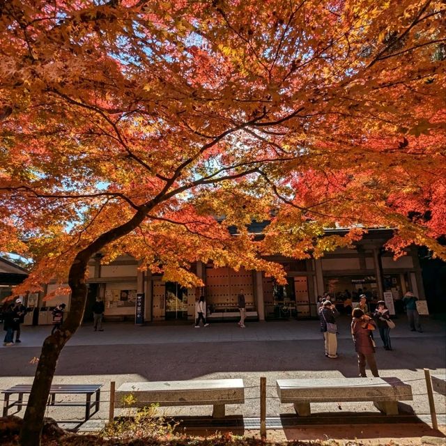 醉人的紅葉銀河，漫步千年古剎「中尊寺」