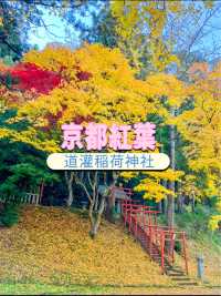 京都💛イチョウの敷紅葉💛導観稲荷神社⛩️