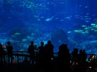 Mind blowing experience in S.E.A. Aquarium 