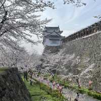 【岡山県津山市】鶴山公園の桜まつり🌸