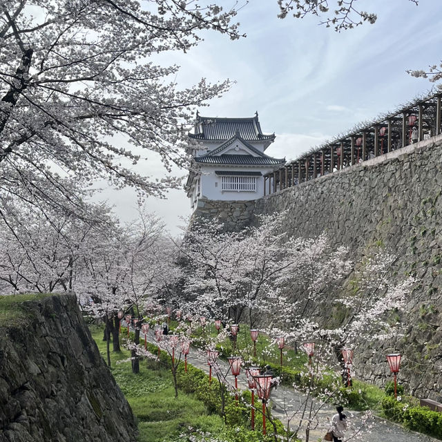 【岡山県津山市】鶴山公園の桜まつり🌸