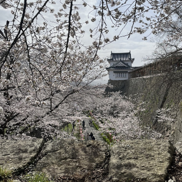 岡山県津山市】鶴山公園の桜まつり🌸 | Trip.com 津山