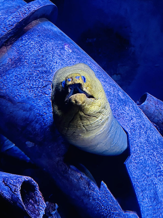 [聖誕節🎄］Georgia Aquarium-親子同遊過聖誕🐠🐡🌟