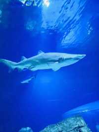 [聖誕節🎄］Georgia Aquarium-親子同遊過聖誕🐠🐡🌟