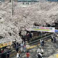 🇰🇷Jinhae : Cherry Blossom Festival🌸 (01.Apr.202