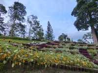 เที่ยวระยอง สตรอเบอรี่ ทาวน์ สไตล์เนเธอร์แลนด์