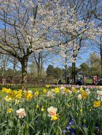 阿姆斯特丹🇳🇱 庫肯霍夫公園🌷 （Keukenhof）