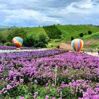 Hydrangea Hill @ Khao Kho