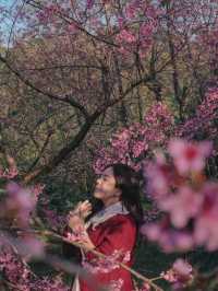 ชมดอกซากูระเมืองไทย @ดอยอินทนนท์ 🌸🤍✨