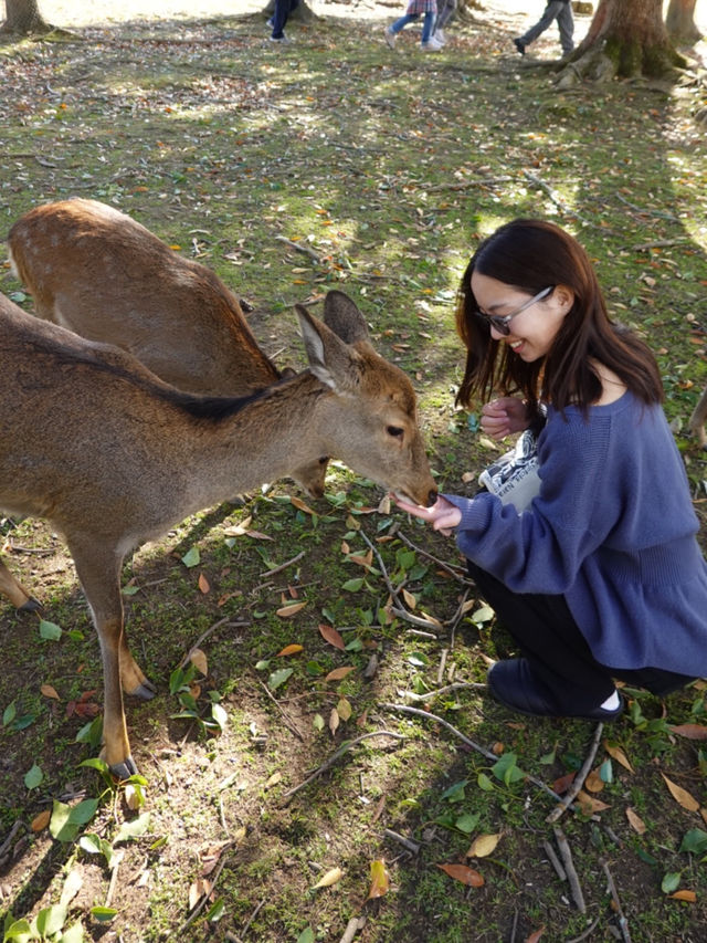 【奈良公園】自然と歴史と鹿に癒される旅🫎